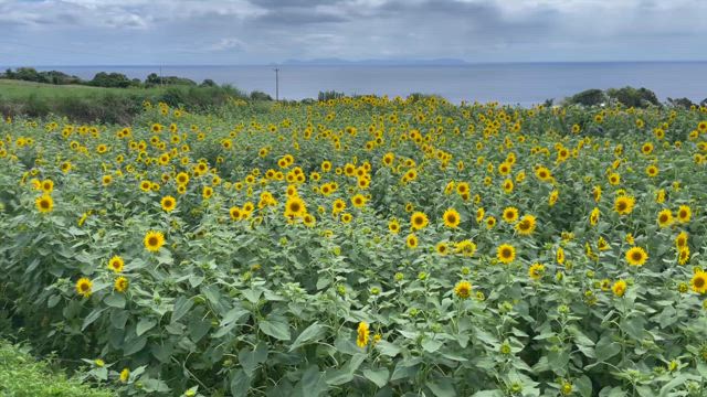 100万本のひまわりの記事動画
