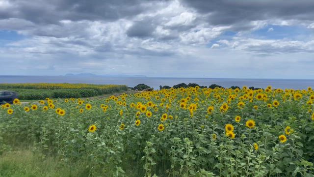 100万本のひまわりの記事動画