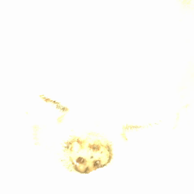 いびきチワシュウの画像