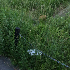 狸の動画の画像