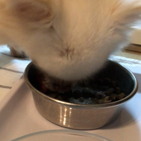 食べっぷりの画像