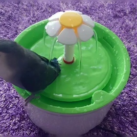 久しぶりのフラワーファウンテン②  ボンちゃんの画像