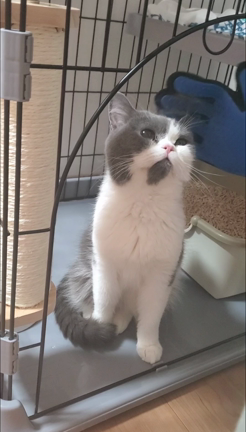 おねこさまをお迎え☆の記事動画