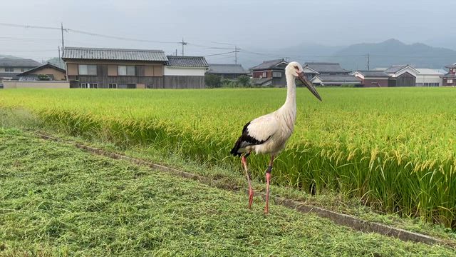 有機無農薬米の最終販売の記事動画