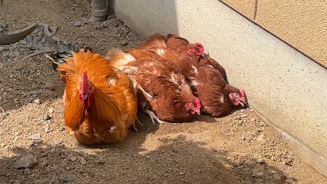 ニワトリが死んだ！？の記事動画