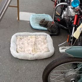 にゃんこごろごろの画像