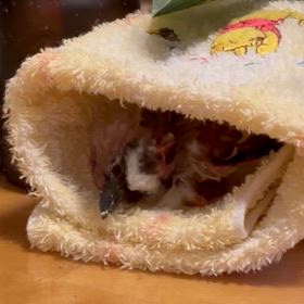 夜のカジカジの画像