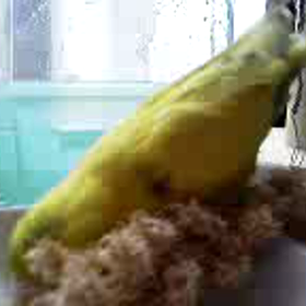 いっしょの画像