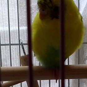 ねるまえ？の画像