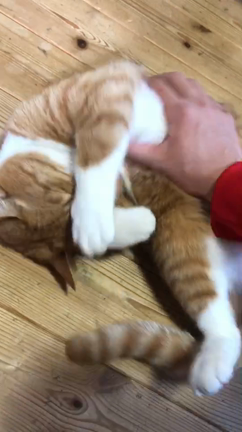 チュウトーーーーク！猫大好き部員の記事動画
