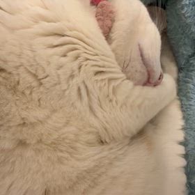 猫のイビキฅ( ̳• ·̫ • ̳ฅ)❣️の画像