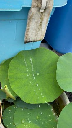 昨日梅雨入りしましたの記事動画