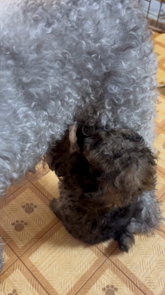 プライベートとお世話と病院との記事動画