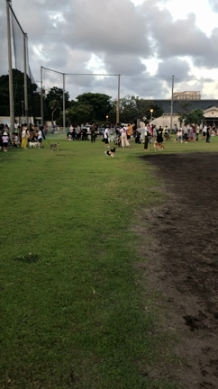 ナイトドッグラン  2回目の記事動画