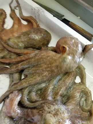 美味しい美味しいハマチの刺身❗の記事動画