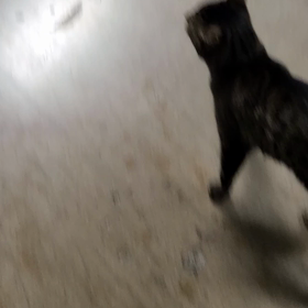 work catsの画像