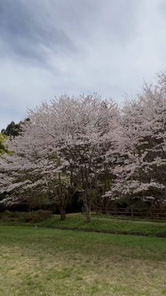 あっという間に、桜満開の記事動画