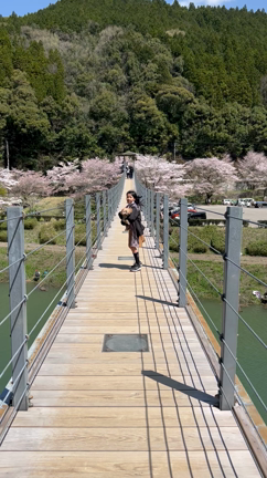 あっという間に、桜満開の記事動画