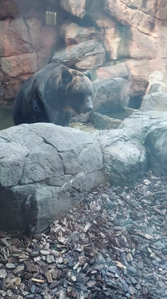 上野動物園の記事動画