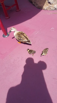 載せ忘れ(笑)の記事動画