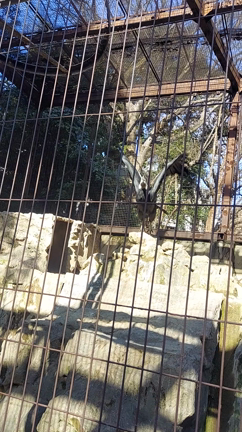 上野動物園の記事動画