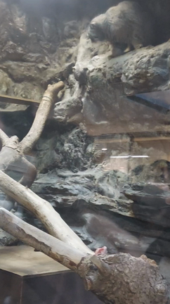 上野動物園の記事動画