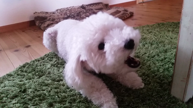 安心してあげられる愛犬のおやつ　僕の今日のおやつを紹介するよ♪の記事動画