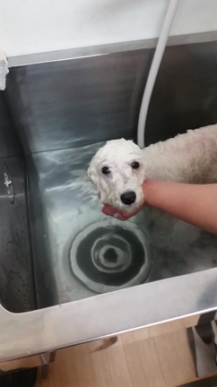 愛犬のシャンプー方法を紹介します♪の記事動画