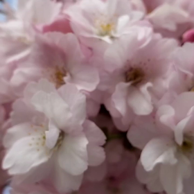 桜の画像