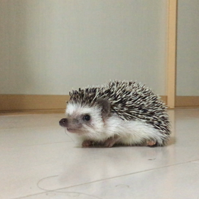 初ロング部屋んぽの画像