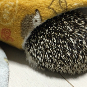 頭隠して尻隠さず。。の画像