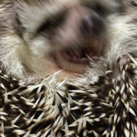 パクパク、モグモグの画像