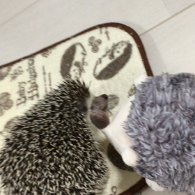 お友達との戯れの画像