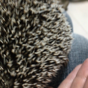 膝枕、、、ならぬ、膝ベット？？の画像