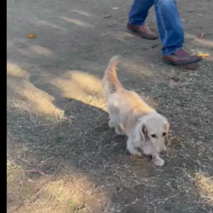 犬の成長は概ね突然の急成長の記事動画