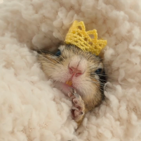 ぷぅが旅立って1ヶ月…の画像