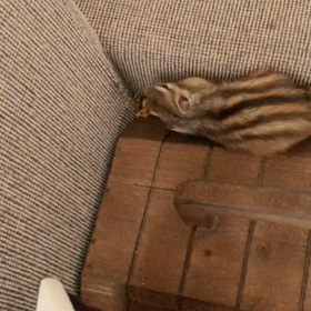 男シマリスぷぅのすけ病気に負けんばい♪の画像