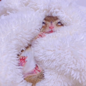 のんびり ももちゃん♡の画像