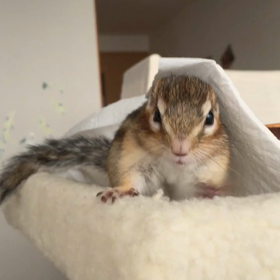 シマリスぷぅ朝稽古どすこい〜！の画像