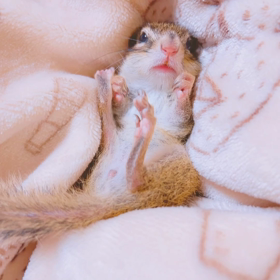 ぽこなかよし大作戦14の画像