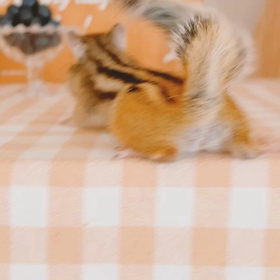 ぽこVSブルーベリー！の画像