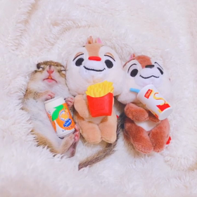 しましまちびーず ♪♪♪の画像