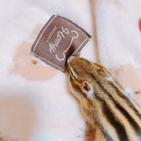 ブランケット新しい使い方♪の画像