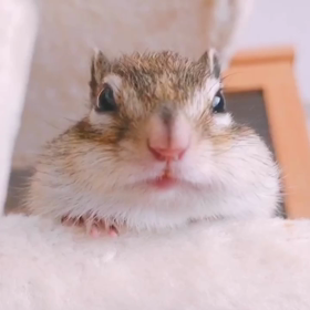 ちょこデレ期70% ⁈の画像