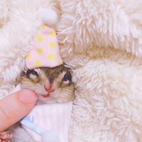 すみっコぐらしなシマリスちょこ♪の画像