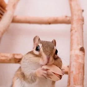 食いしん坊どっちタイプ？の画像