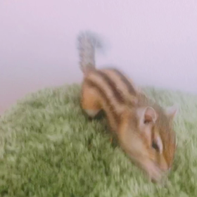 ペタペタペタ〜♪の画像