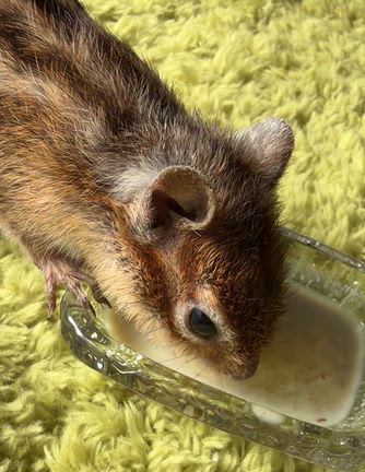 ポコ余命宣告の次の日の体調の記事動画