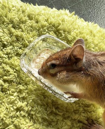 ポコ余命宣告の次の日の体調の記事動画