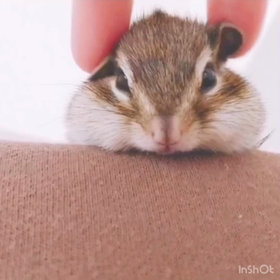 たれ耳ちょこたん♪の画像